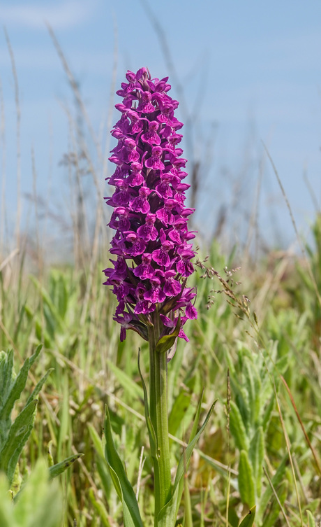 Orchidee  op de Cliffs