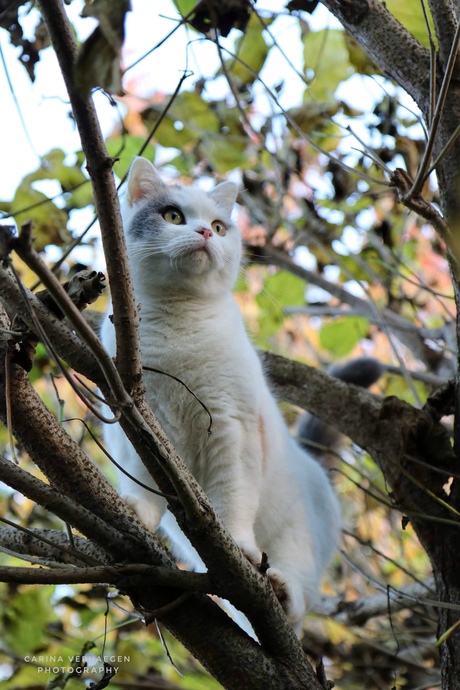 De kat uit de boom kijken! 