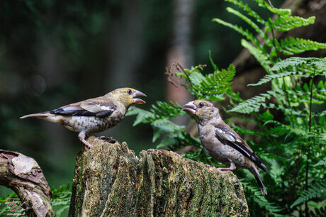 juvenile appelvinken  