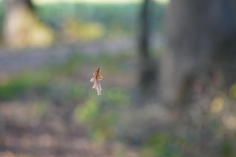 Vallend herfstblaadje 3