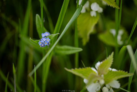 In de berm van Mooi Grunnen