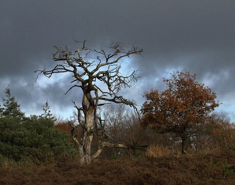 Zonder en met blad