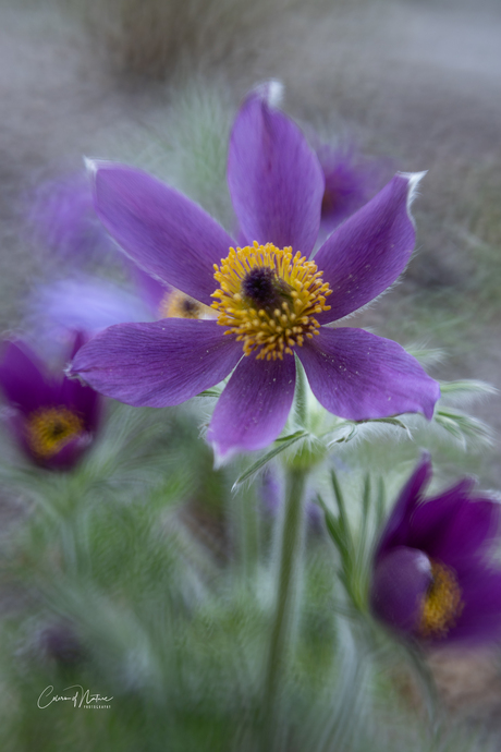 Pulsatilla 