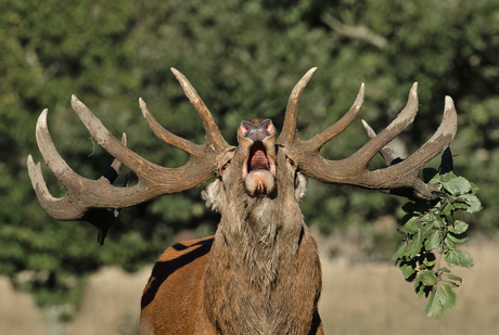 burlen heheheheeeee......................