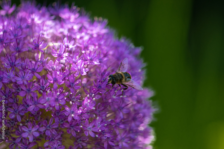 Een bij op allium