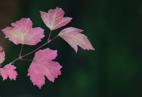 Herfstkleuren 