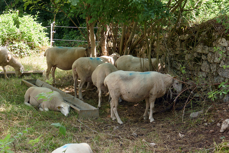 2206130187stm  met de kop tegen de muur