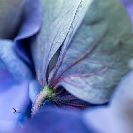 blauw 