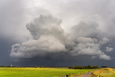 Fotogenieke multicell met bloemkooltoppen