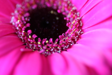 Roze bloem