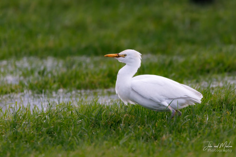 Bijna de kleinste van de reigers?