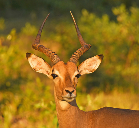 Impala in Zuid Afrika