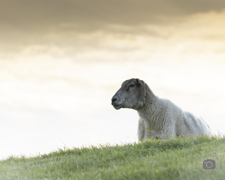 Schaap op de dijk