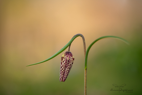 Wilde kievitsbloem 