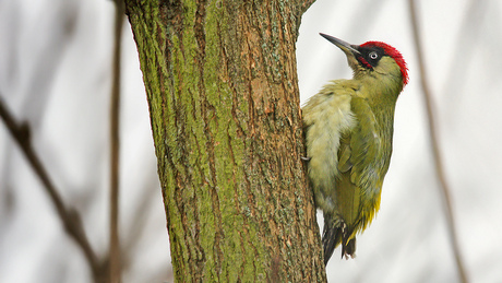 OP ZOEK NAAR LEKKERS