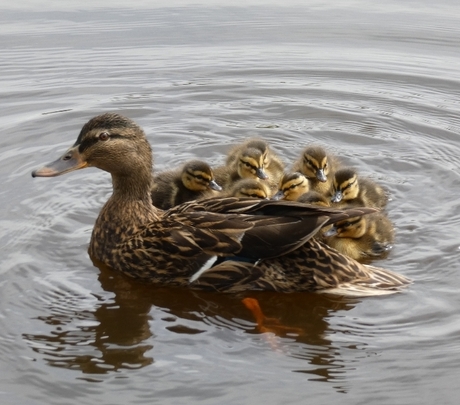 Wilde eend met haar kids