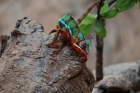 Kameleon