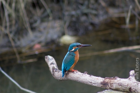 Ijsvogel