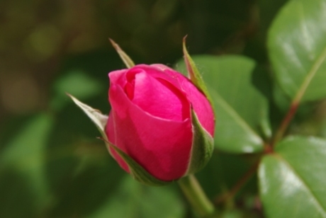 Roze Roos