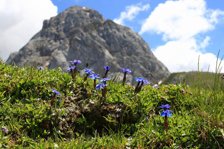 Gentiana Verna.