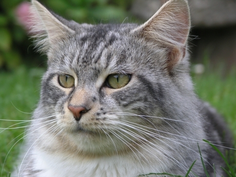 Maine Coon