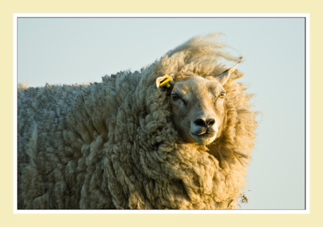 Texel - Schaap