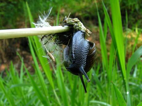hanging snail