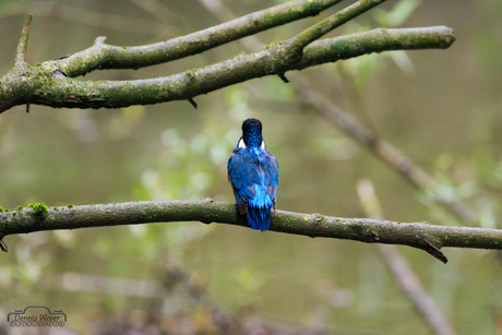 IJsvogel