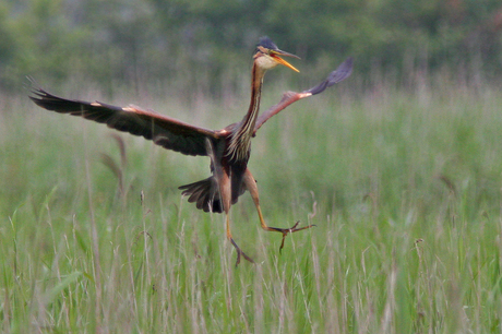 Purperreiger in vlucht...