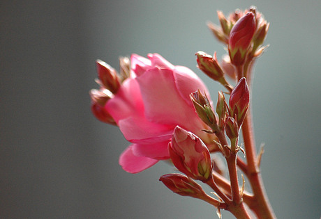 Oleander in de Ochtend