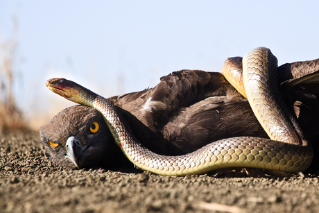 Snake vs. bird