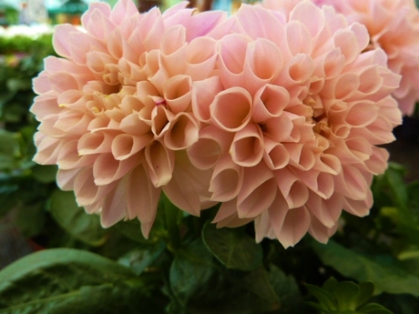 Chianti Dahlia
