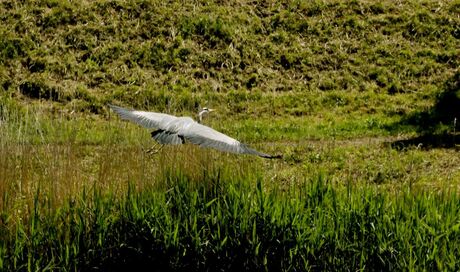 Reiger