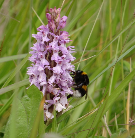 Gevlekte orchis