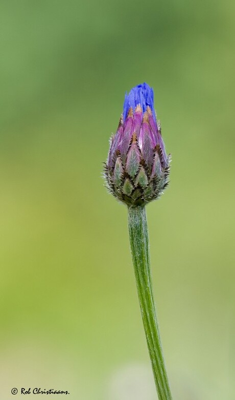 Korenbloem (gesloten)