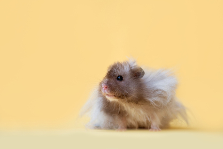 Zonnige hamster