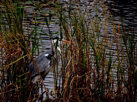 reiger