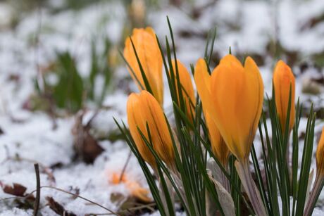 Winter of Voorjaar ?