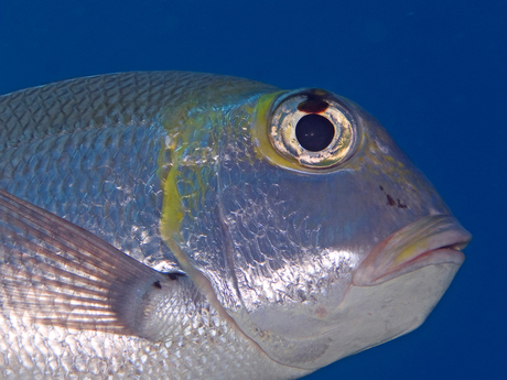 Geschoten in het blauwe