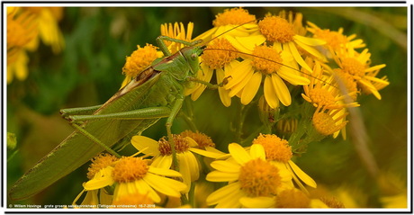 grote groene sabelsprinkhaan