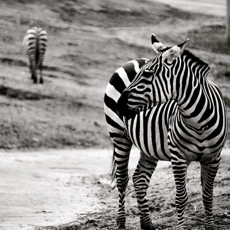 Zebra black&white