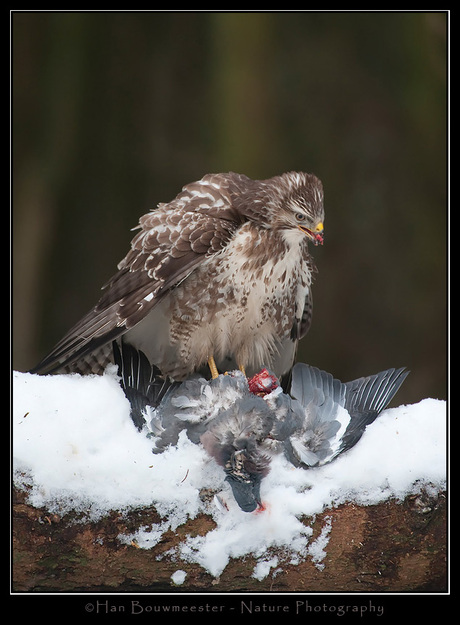 Buizerd