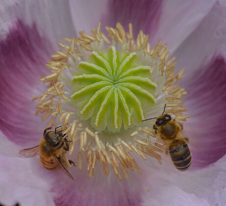 Bezoek voor de papaver.