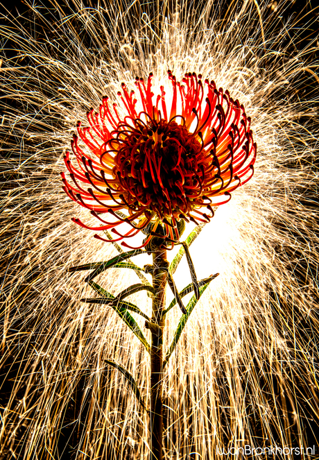 Color Explosion - Fireworks