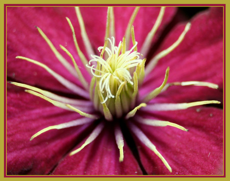 clematis met de macrobalg