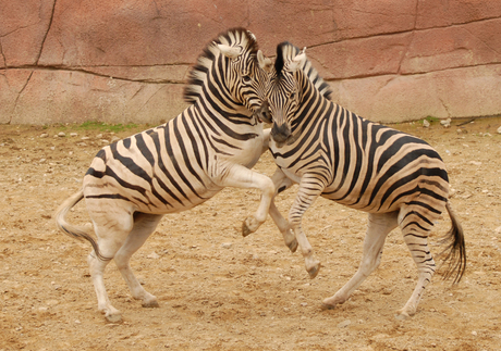 steigerende zebra's