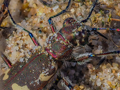 Bruine zandloopkever