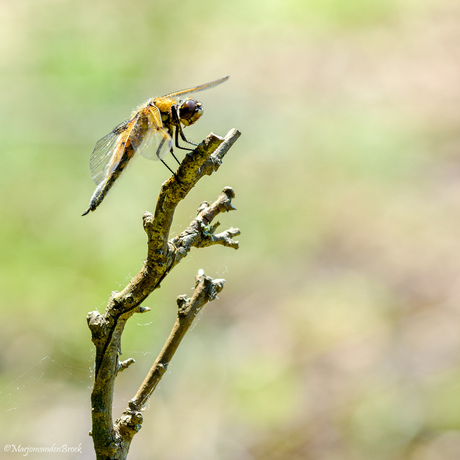 Libelle AWD