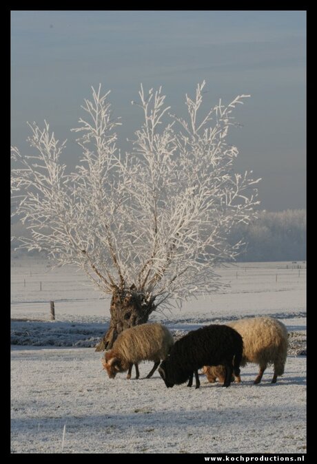 Schapen in de sneeuw