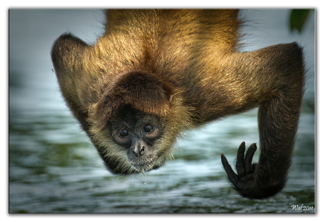 Spider monkeys II